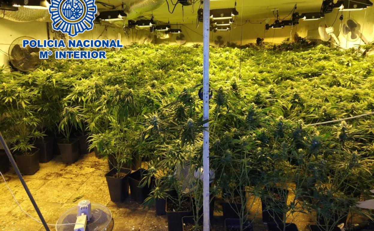 Plantación incautada por los agentes de la Policía Nacional.