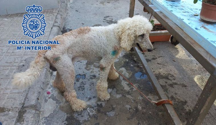 Perro rescatado en pésimas condicones en El Ejido