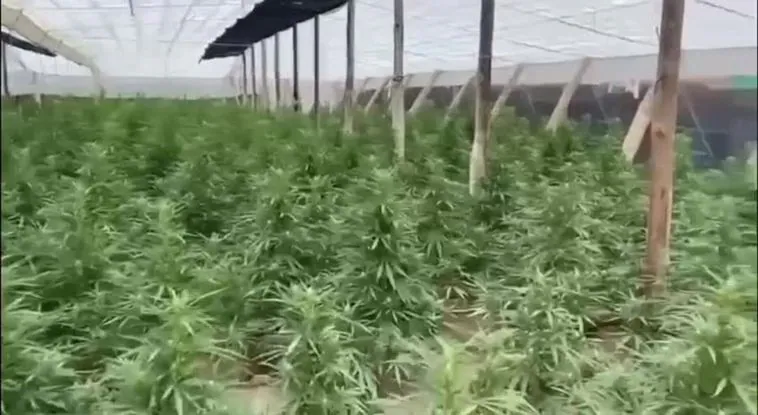 Un detenido tras encontrar más de 4.000 plantas de marihuana en cinco invernaderos de El Ejido