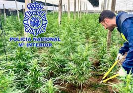 Marihuana encontrada en uno de los invernaderos de El Ejido