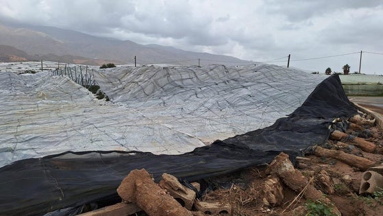 La DANA deja daños millonarios en la agricultura ejidense y unas 4.500 hectáreas afectadas