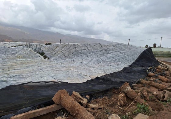 La DANA deja daños millonarios en la agricultura ejidense y unas 4.500 hectáreas afectadas