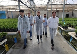 El sector hortofrutícola ejidense está inmerso en la campaña de primavera donde los semilleros son una pieza clave