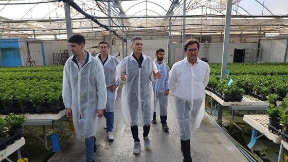 El sector hortofrutícola ejidense está inmerso en la campaña de primavera donde los semilleros son una pieza clave