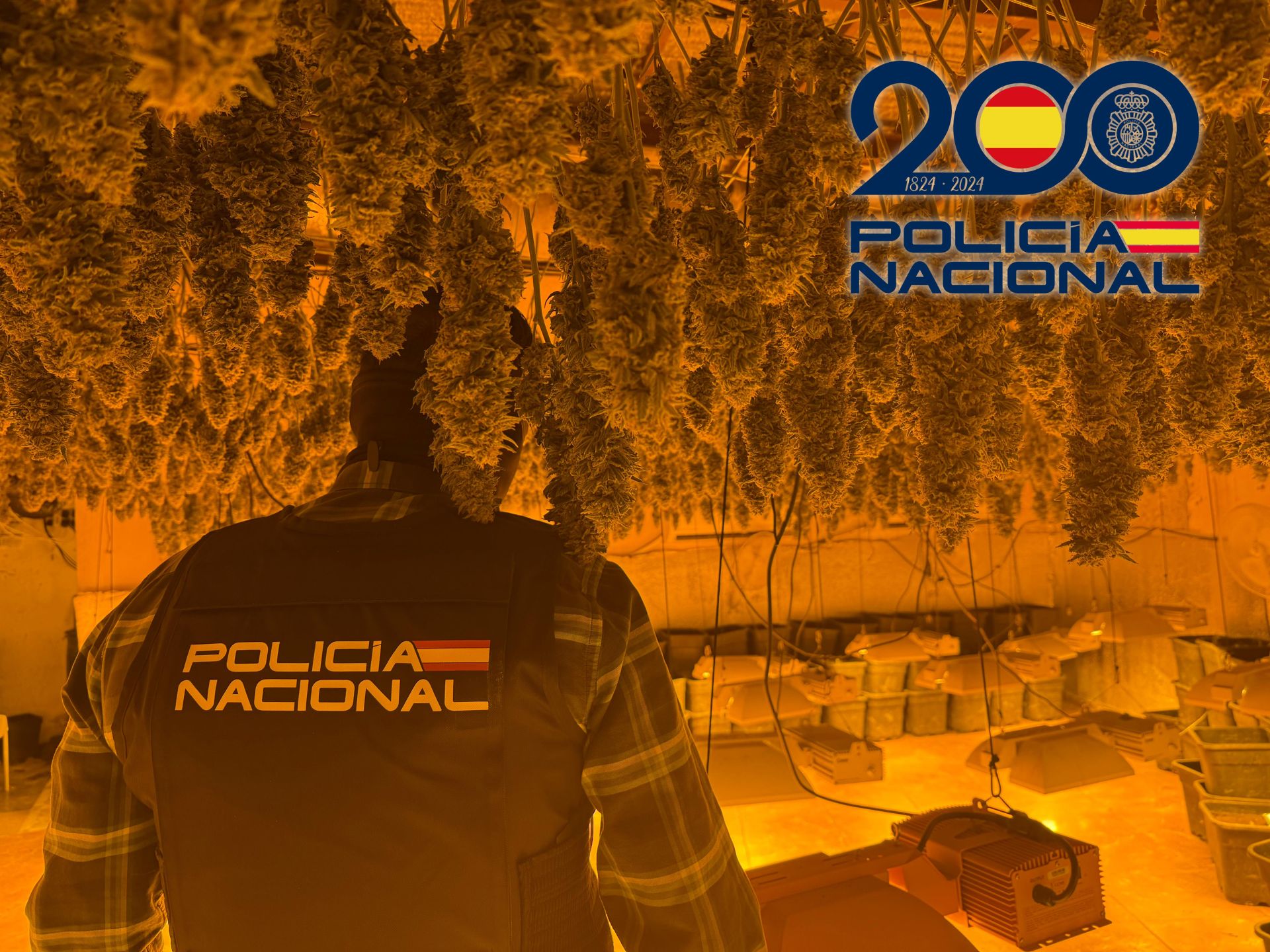 Un agente de Policía Nacional, en una plantación interior de marihuana.