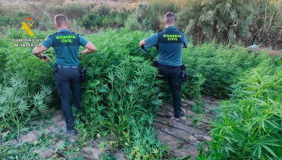 Tres detenidos al encontrar una macroplantación de marihuana en El Ejido