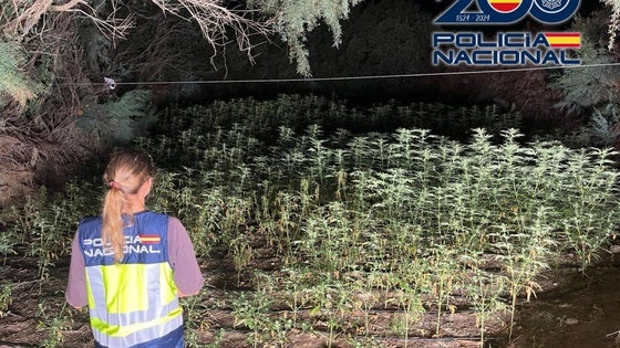 Encuentran un «bosque» de marihuana en una zona de difícil acceso en Almerimar