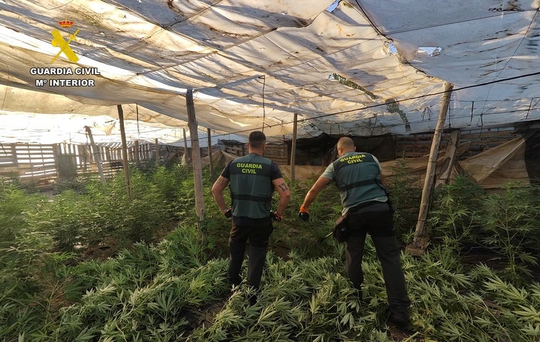 Desmantelado en El Ejido un centro de producción de marihuana con 1.300 plantas