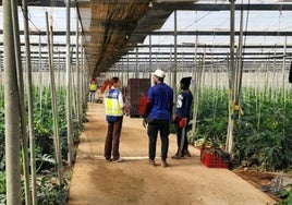 Detienen en El Ejido a dos empresarios agrícolas, madre e hijo, por explotación laboral