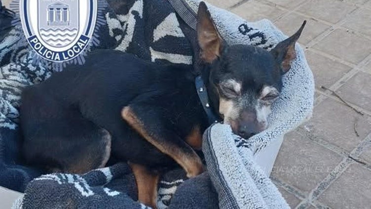 Investigan a un hombre por tirar a su perro a un contenedor de basura en El Ejido