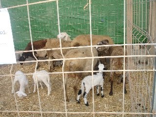 Tarambana acoge en octubre una concentración de animales