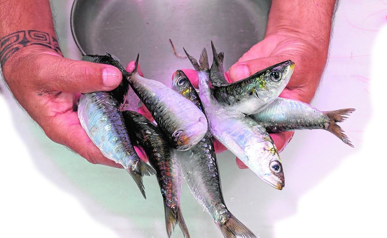 Sardinas, más allá del espeto