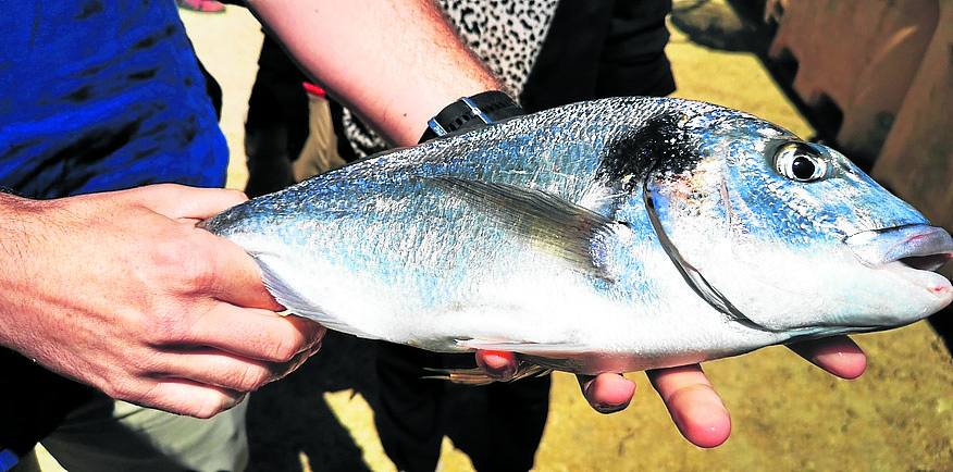 Una lubina o dorada de kilo (que se comercializa a unos 19 € en El Corte Inglés) tarda entre 3 y 4 años en llegar a ese peso