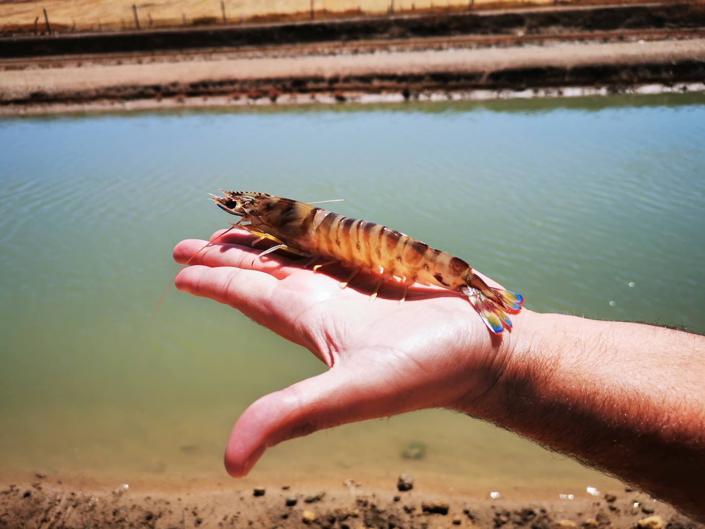 Uno los primeros langostinos tigre (Penaeus japonicus) que están empezando a producirse en Andalucía.