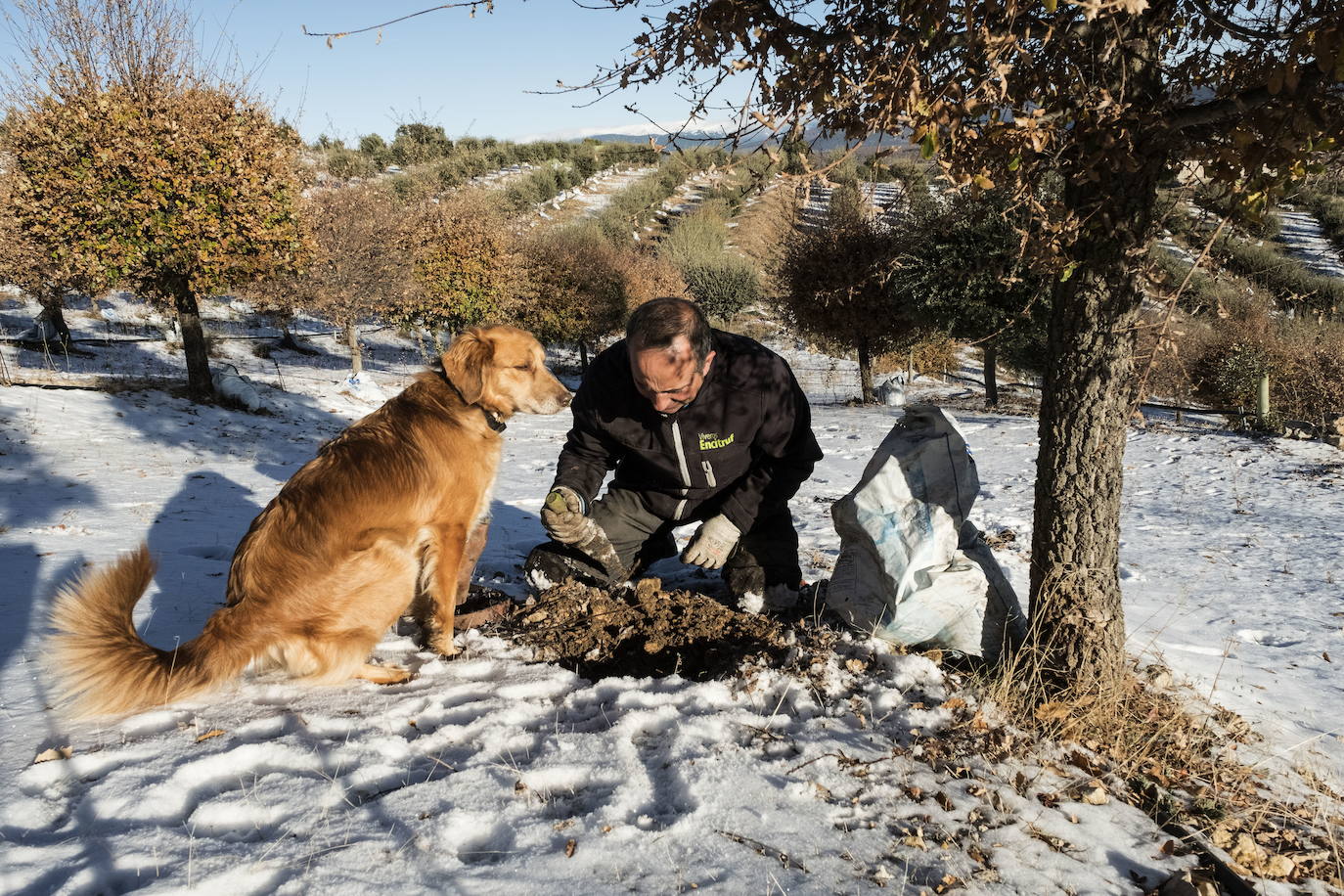 Un hombre extrae trufas localizadas por su perro en un monte de Soria.