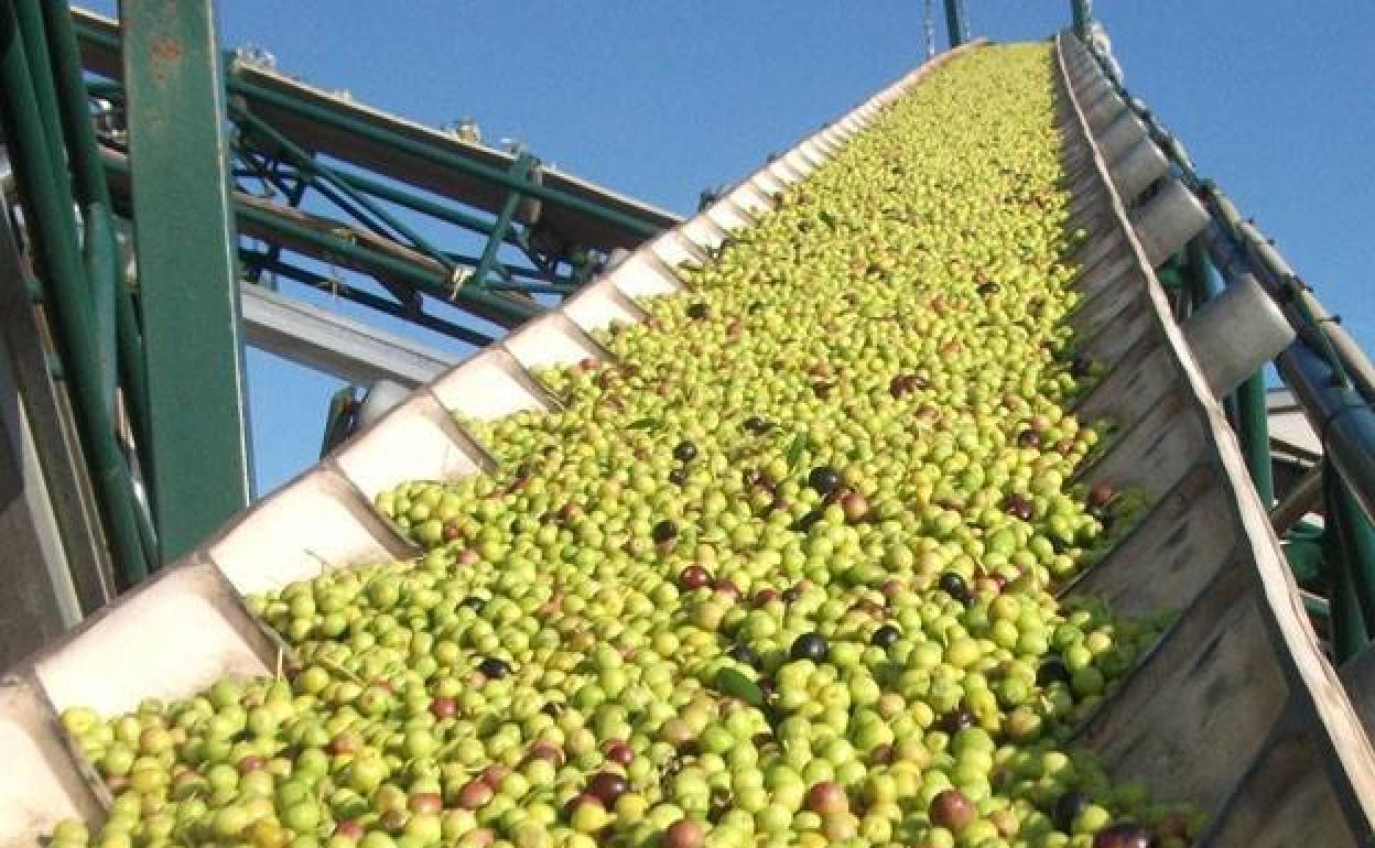 Cómo tomar aceite de oliva virgen extra