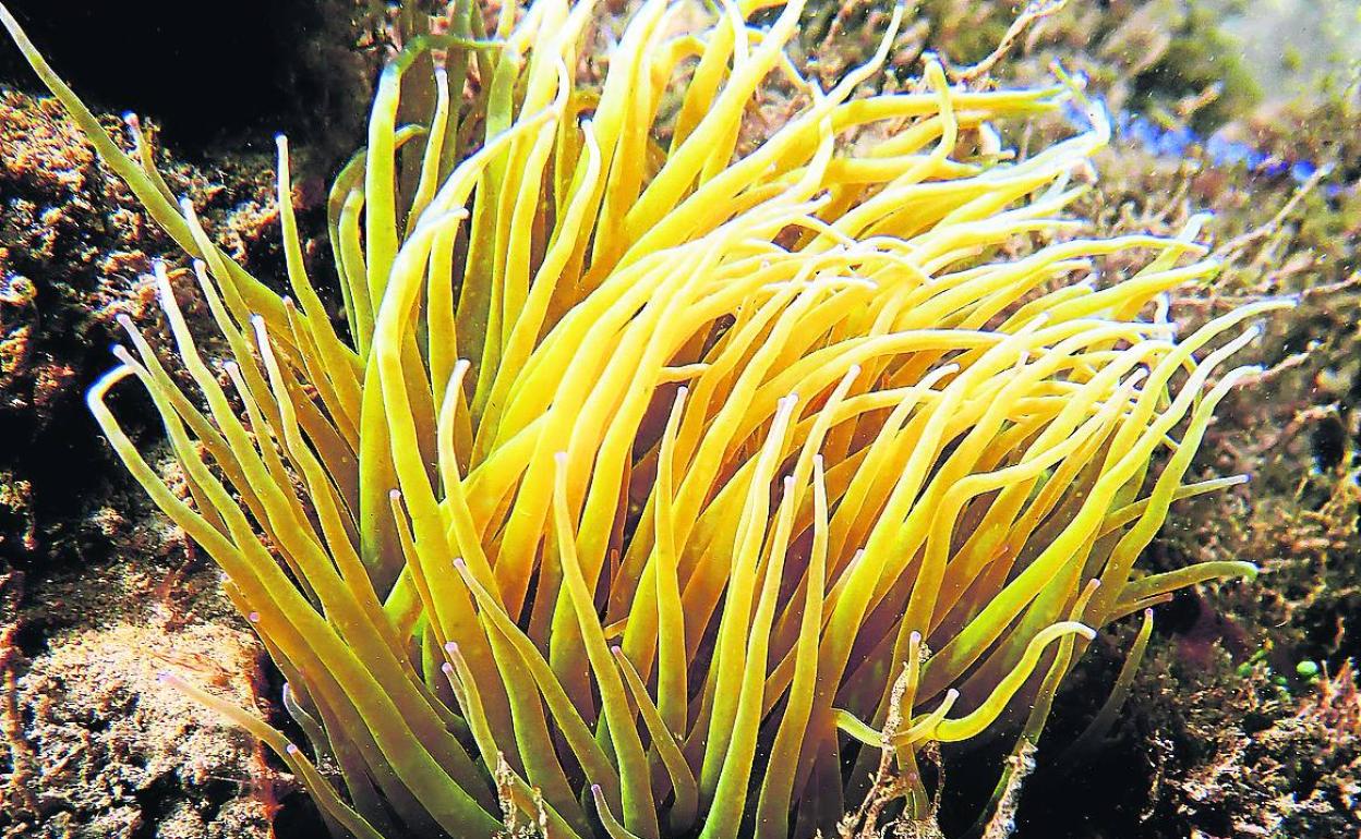 Ortiguillas de mar para sibaritas