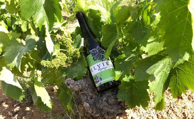 Elvira Vigiriega vuelve a la viña de donde salió. 