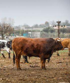 Imagen secundaria 2 - Antonio, padre e hijo, de Cortijo Luján; y Paco y Santi, de Braserito, con un par de chuletas pajunas. La chuleta ya en la mesa. Una res en Cortijo Luján.