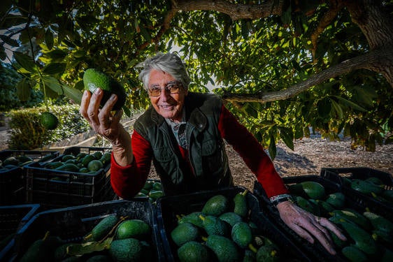 La aceituna y el agucate