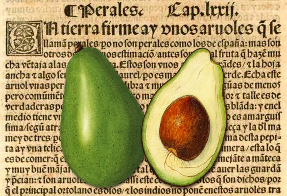 El primer aguacate español nació en Almuñécar