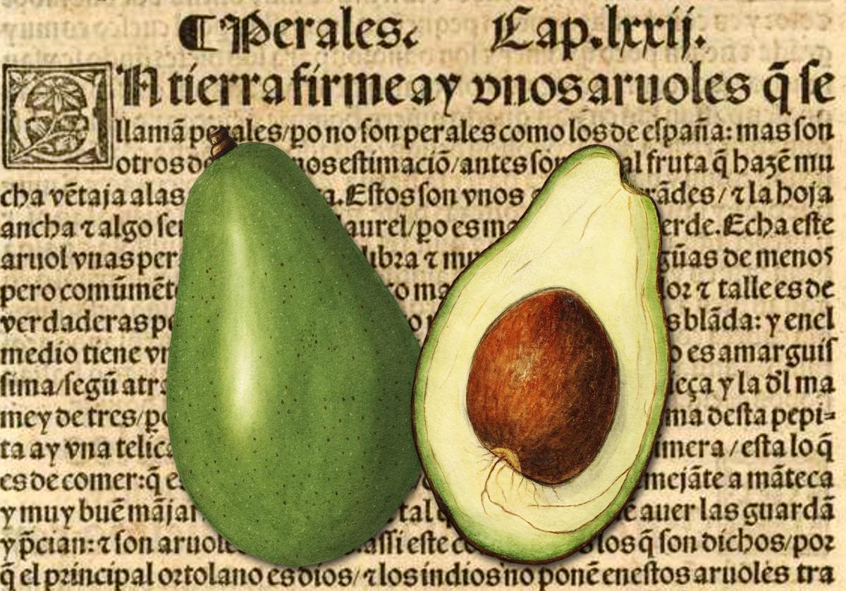 El primer aguacate español nació en Almuñécar