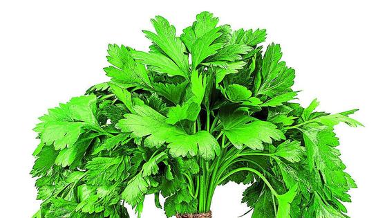 Las propiedades del cilantro que son buenas para tu salud
