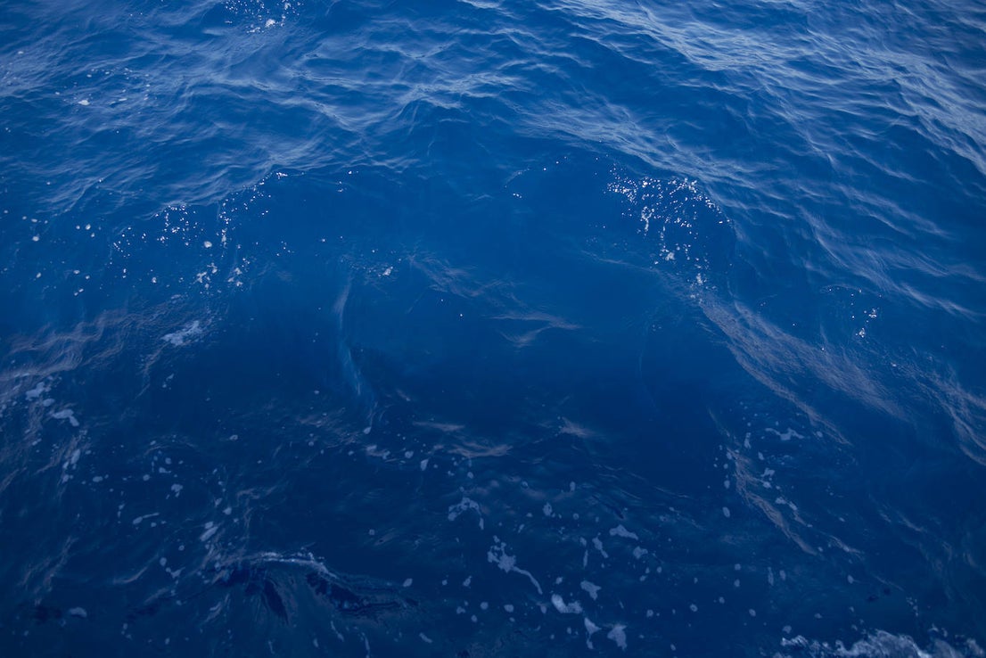 Fotos: Así se pesca la gamba roja de Garrucha