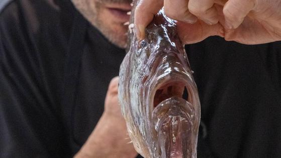 El Gallopedro, el sabroso pescado que te espera en la Costa de Granada