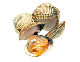 Berberechos, músculos más fuertes