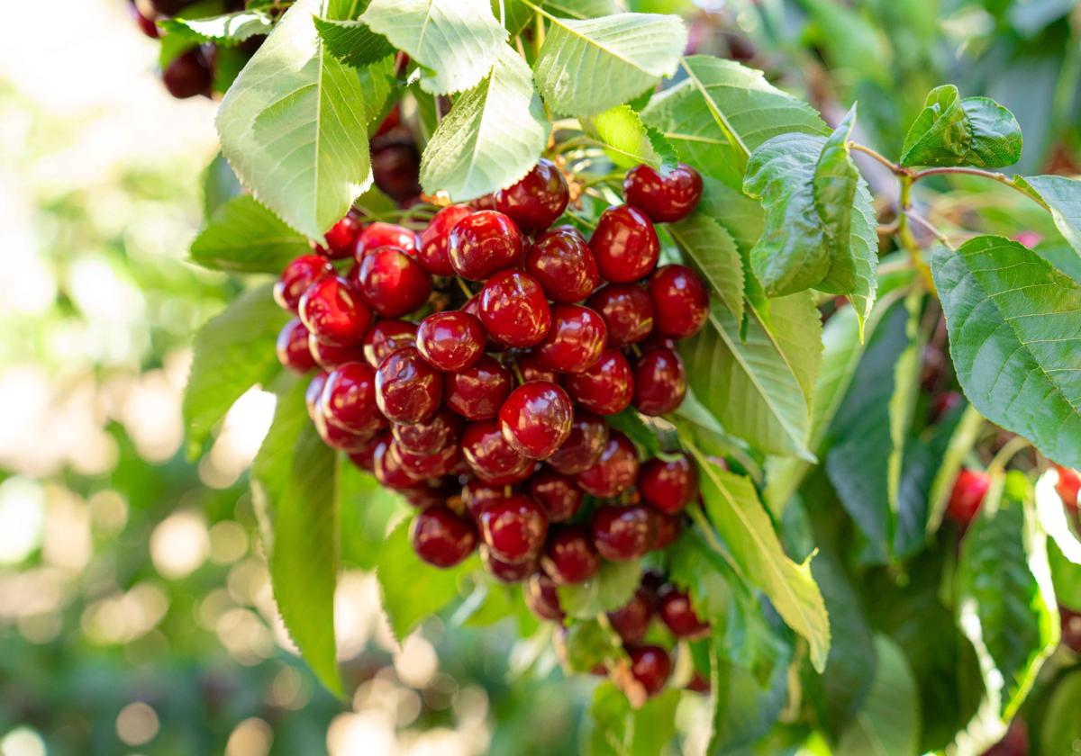Tiempo de cerezas, guindas o picotas. ¿Son todas lo mismo?