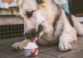 Un perro disfrutando de un helado de Via Lattea Trinidad.