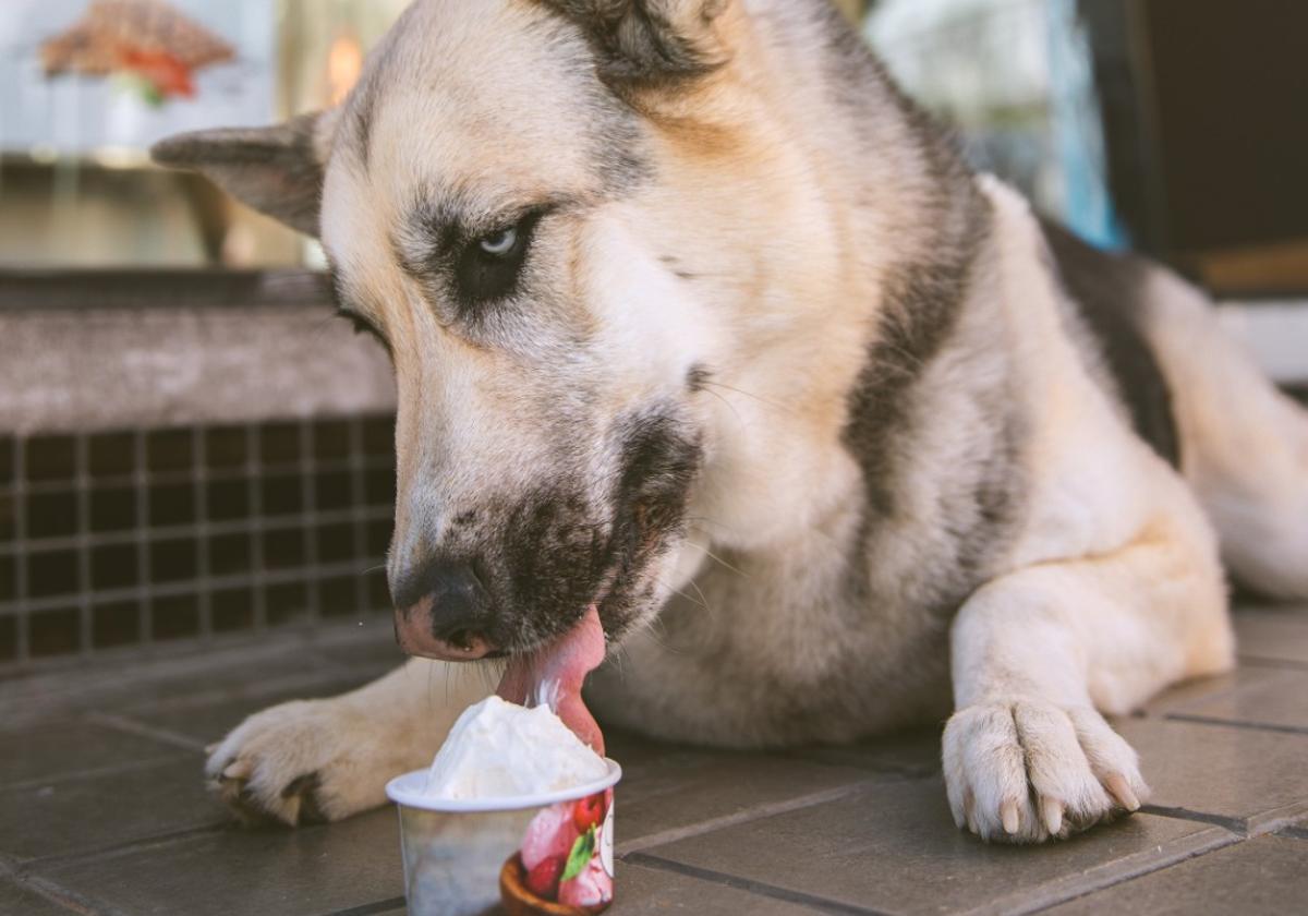 Un perro disfrutando de un helado de Via Lattea Trinidad.