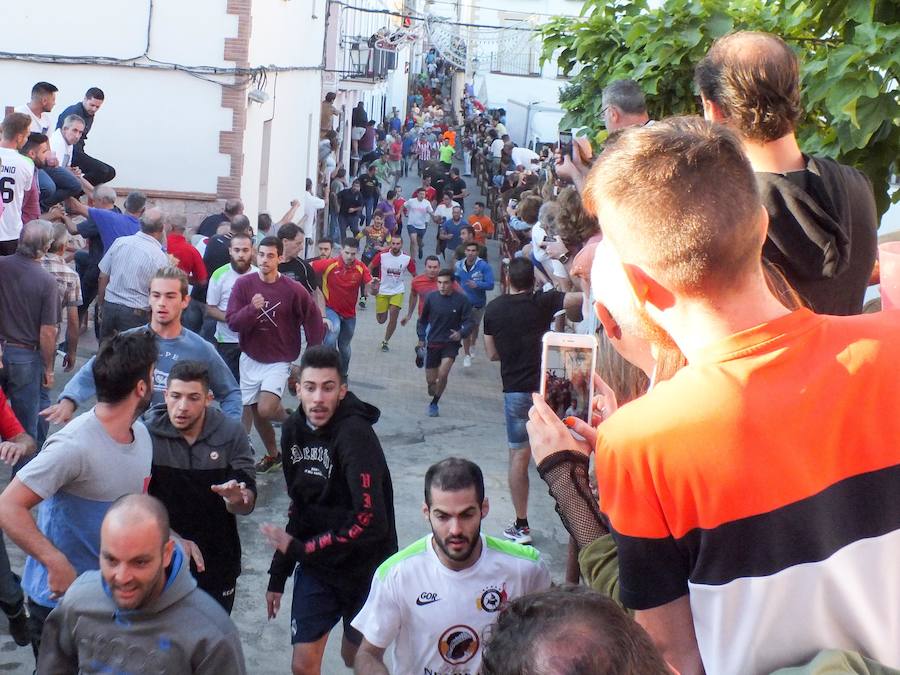 Gor celebra desde este martes y hasta el jueves, a partir de las ocho de la mañana, sus tradicionales encierros