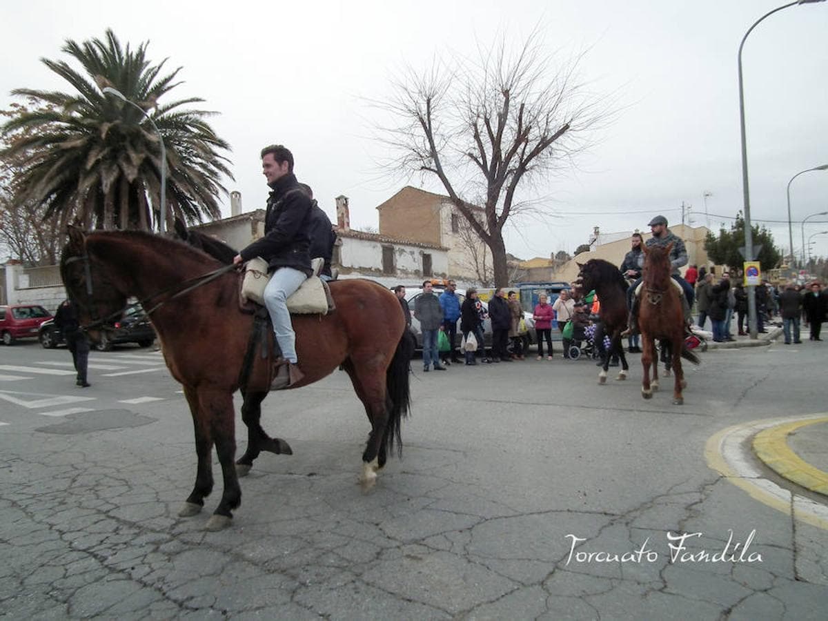 Guadix celebró este fin de semana las fiestas en honor al patrón de los animales, San Antón. La festividad está caracterizada por el consumo de chacinas y vino del país junto a las lumbres en las que se le queman las barbas al santo. El calor de las luminarias, como cada año, era más que necesario. 