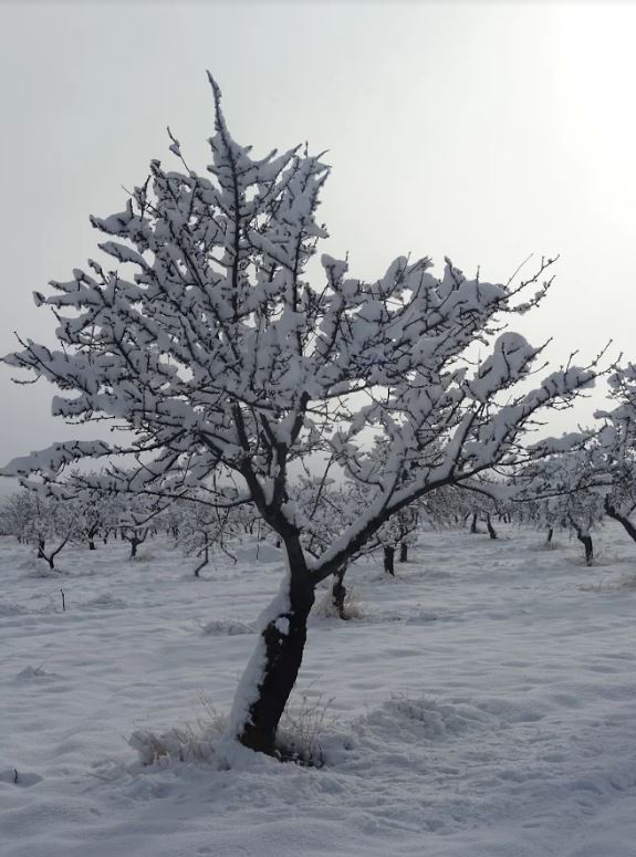 Espectaculares imágenes de este municipio tras la nevada de este domingo