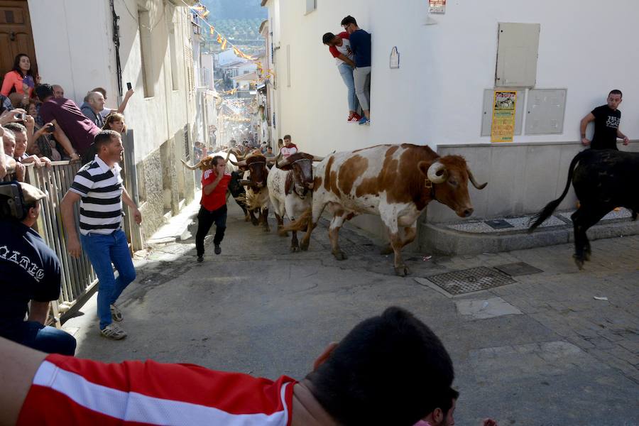 La localidad celebra el primero de los encierros previstos en sus fiestas en honor a la Virgen del Rosario y el Cristo de la Misericordia