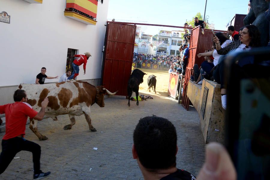 La localidad celebra el primero de los encierros previstos en sus fiestas en honor a la Virgen del Rosario y el Cristo de la Misericordia