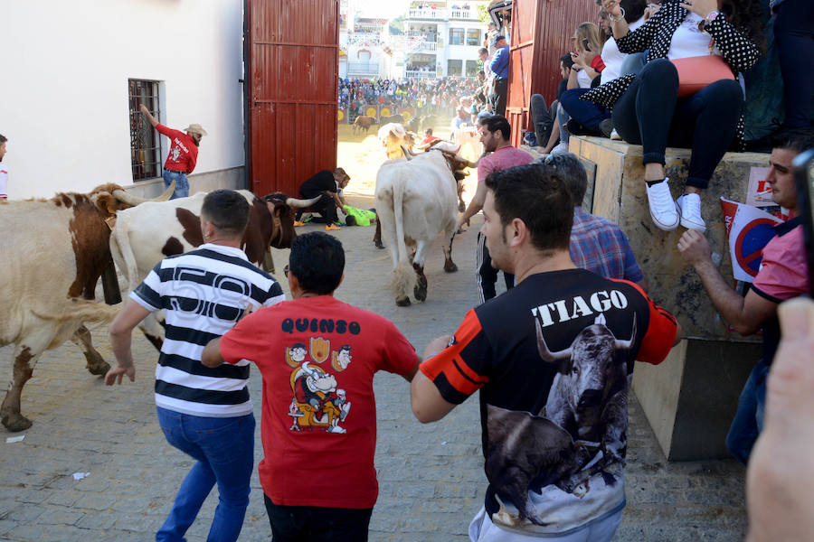 La localidad celebra el primero de los encierros previstos en sus fiestas en honor a la Virgen del Rosario y el Cristo de la Misericordia