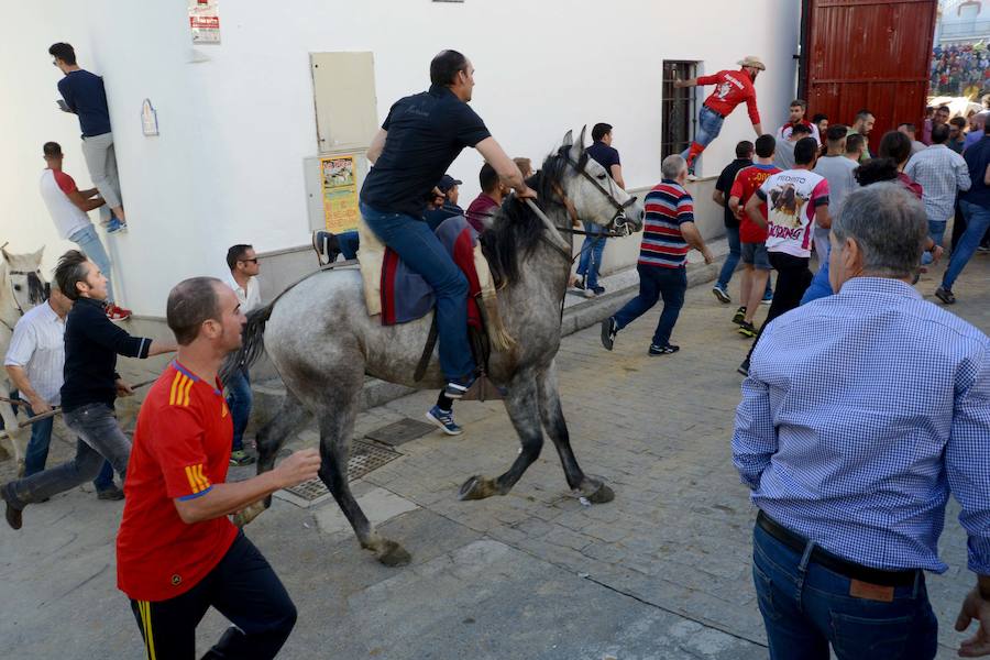 La localidad celebra el primero de los encierros previstos en sus fiestas en honor a la Virgen del Rosario y el Cristo de la Misericordia