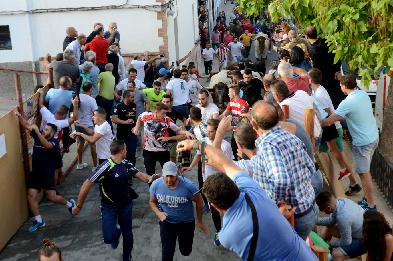 La localidad de Gor ha celebrado el primero de los tres encierros taurinos de las fiestas de San Cayetano. Se han corrido cuatro novillos de la ganadería Astolfi, que esta tarde serán lidiados por los primeros cuatro novilleros que este año aspiran al prestigioso trofeo Almendra de Plata. El encierro ha discurrido con normalidad y no se han tenido que lamentar incidentes de importancia. A juicio de algunos aficionados el paso de los novillos ha sido lento. 