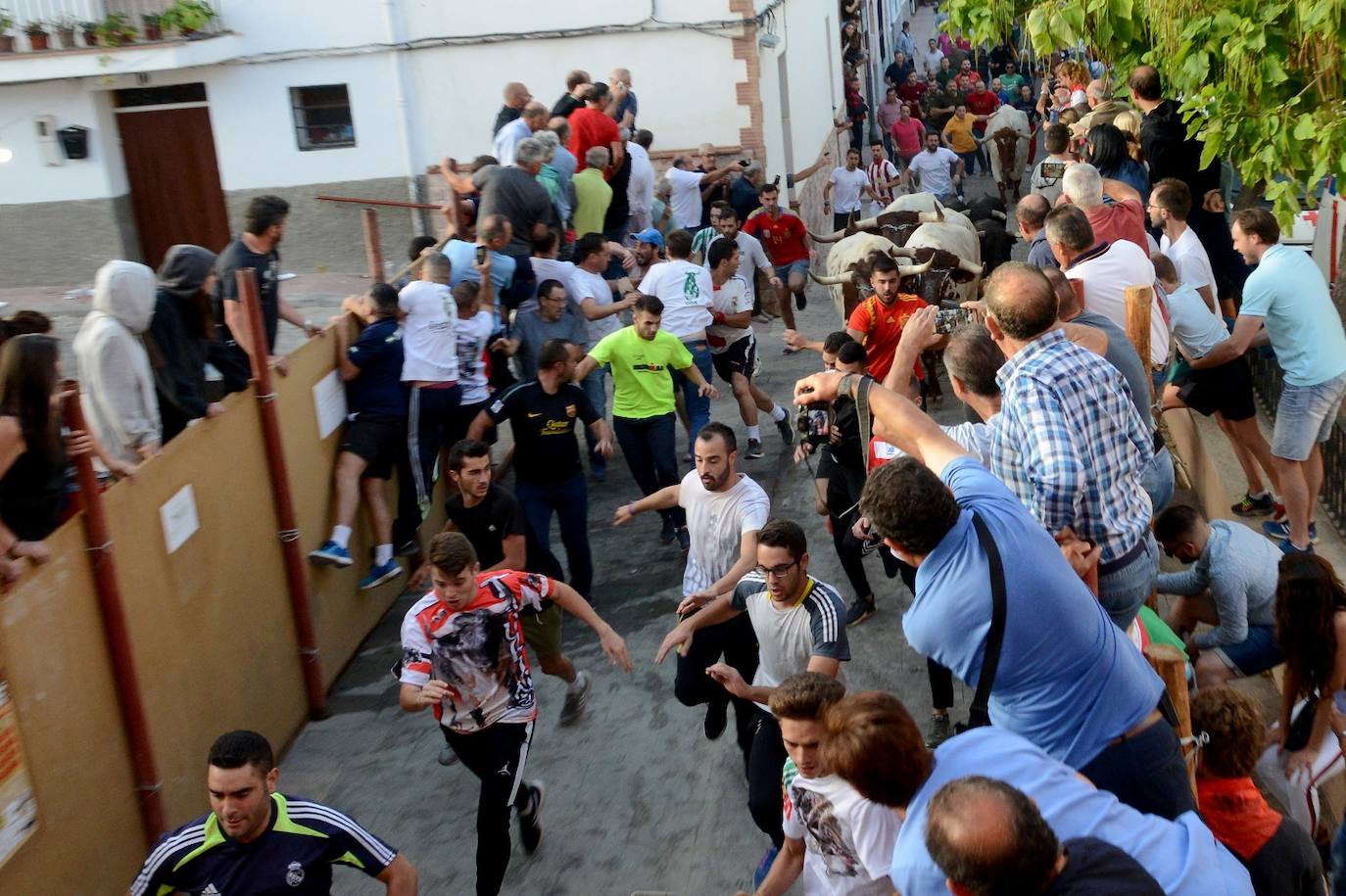 La localidad de Gor ha celebrado el primero de los tres encierros taurinos de las fiestas de San Cayetano. Se han corrido cuatro novillos de la ganadería Astolfi, que esta tarde serán lidiados por los primeros cuatro novilleros que este año aspiran al prestigioso trofeo Almendra de Plata. El encierro ha discurrido con normalidad y no se han tenido que lamentar incidentes de importancia. A juicio de algunos aficionados el paso de los novillos ha sido lento. 