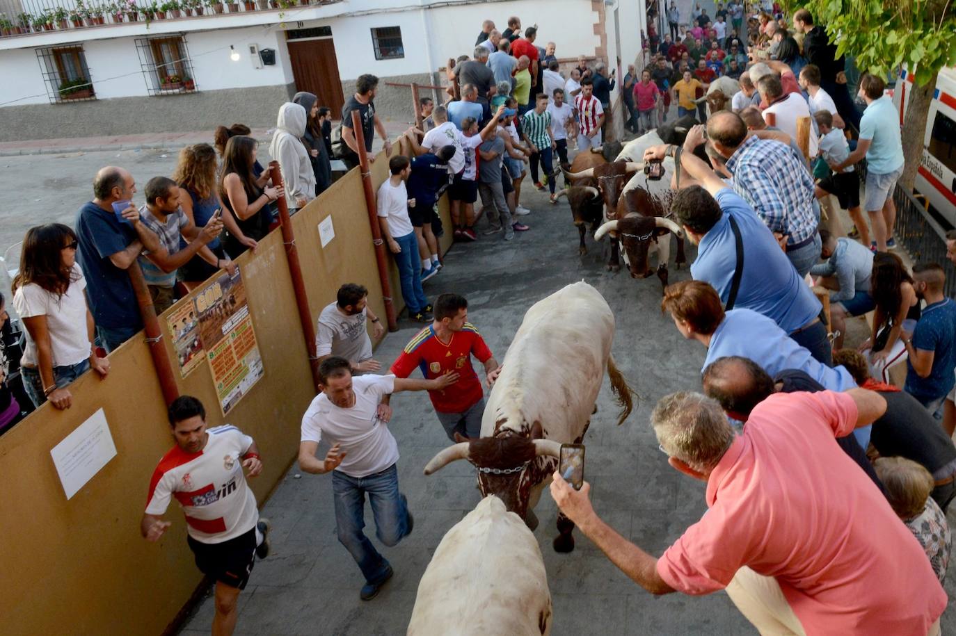 La localidad de Gor ha celebrado el primero de los tres encierros taurinos de las fiestas de San Cayetano. Se han corrido cuatro novillos de la ganadería Astolfi, que esta tarde serán lidiados por los primeros cuatro novilleros que este año aspiran al prestigioso trofeo Almendra de Plata. El encierro ha discurrido con normalidad y no se han tenido que lamentar incidentes de importancia. A juicio de algunos aficionados el paso de los novillos ha sido lento. 