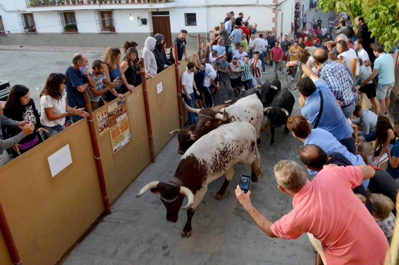 La localidad de Gor ha celebrado el primero de los tres encierros taurinos de las fiestas de San Cayetano. Se han corrido cuatro novillos de la ganadería Astolfi, que esta tarde serán lidiados por los primeros cuatro novilleros que este año aspiran al prestigioso trofeo Almendra de Plata. El encierro ha discurrido con normalidad y no se han tenido que lamentar incidentes de importancia. A juicio de algunos aficionados el paso de los novillos ha sido lento. 