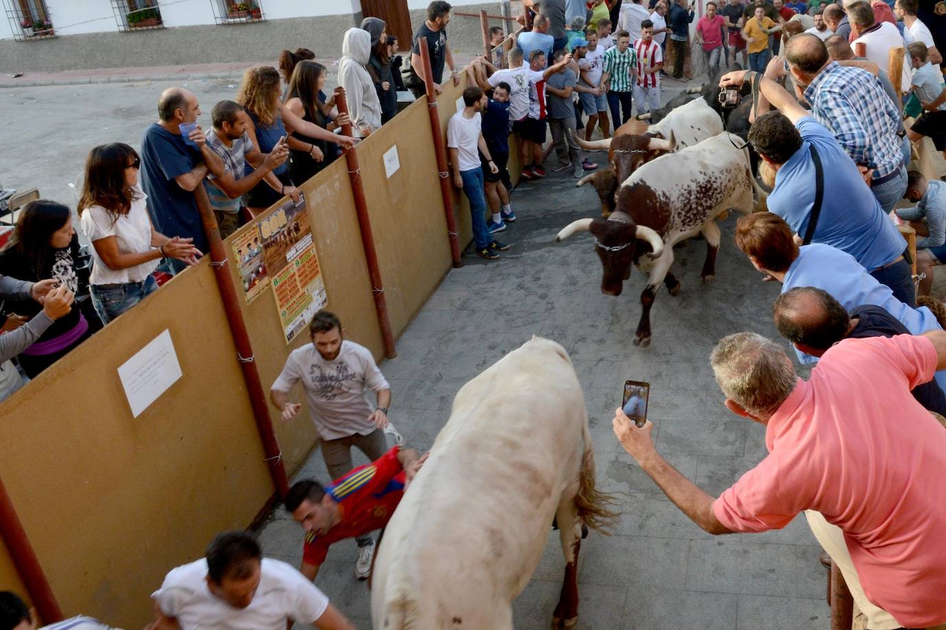 La localidad de Gor ha celebrado el primero de los tres encierros taurinos de las fiestas de San Cayetano. Se han corrido cuatro novillos de la ganadería Astolfi, que esta tarde serán lidiados por los primeros cuatro novilleros que este año aspiran al prestigioso trofeo Almendra de Plata. El encierro ha discurrido con normalidad y no se han tenido que lamentar incidentes de importancia. A juicio de algunos aficionados el paso de los novillos ha sido lento. 
