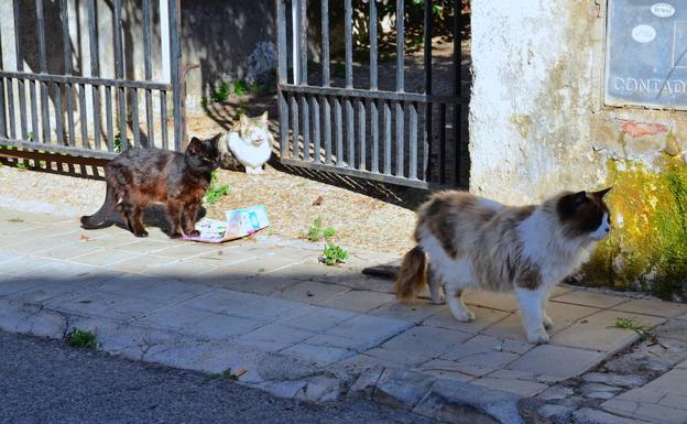 Los gatos se suelen 'instalar' en los jardines de viejas viviendas deshabitadas en Huétor Vega.