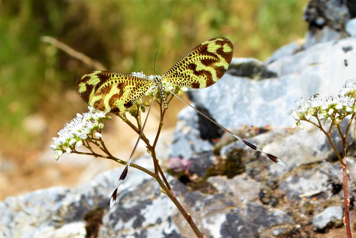 Fotos: Concurso de fotografía de la peña El Albondigón de Huétor Vega