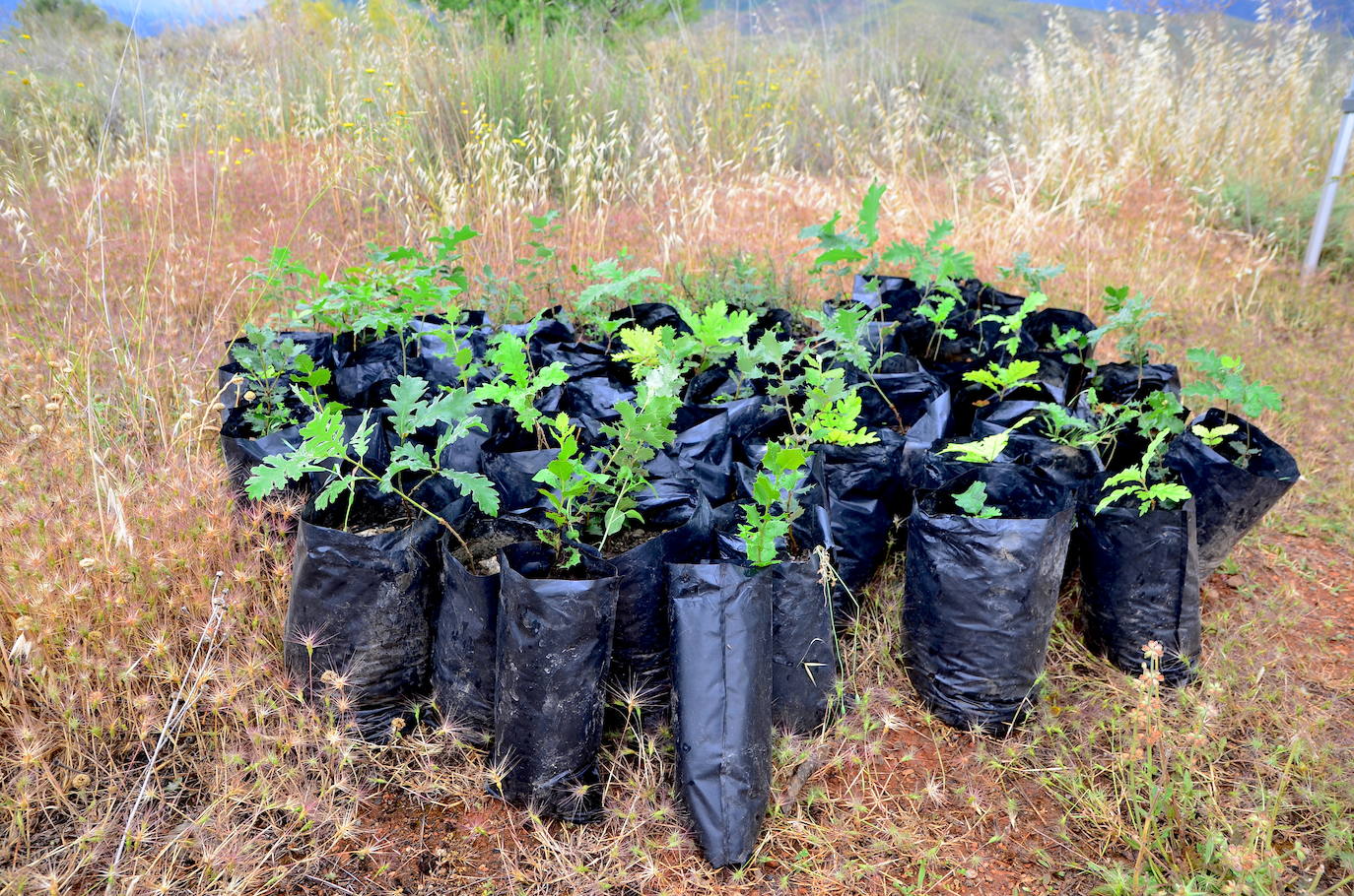 Huétor Vega se vuelca un año más en la siembra de árboles con Operación Encina.