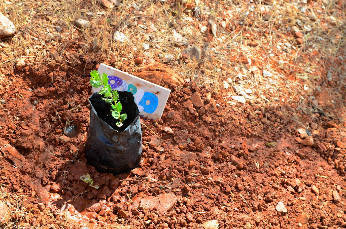 Huétor Vega se ha convertido en un punto de referencia el Día Mundial del Medio Ambiente.