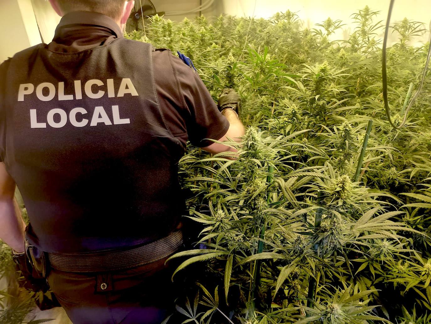 Agente de la Policía Local, ante las plantas en avanzado estado de crecimiento.